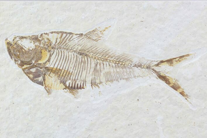 Diplomystus Fossil Fish - Wyoming #93988
